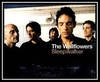 The Wallflowers - Sleepwalker Ringtone Download Free MP3