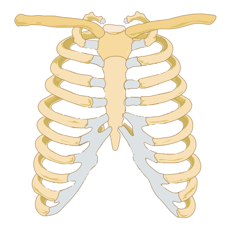 Ribs Ringtone Download Free