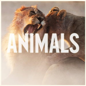 Animals Ringtone Download Free