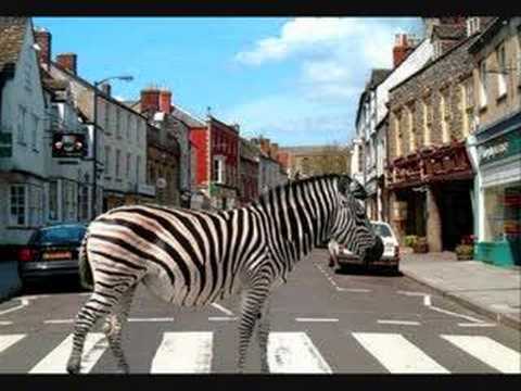 Zebras Crossing The Street Ringtone Download Free