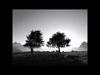 Ludovico Einaudi - Two Trees Ringtone Download Free MP3