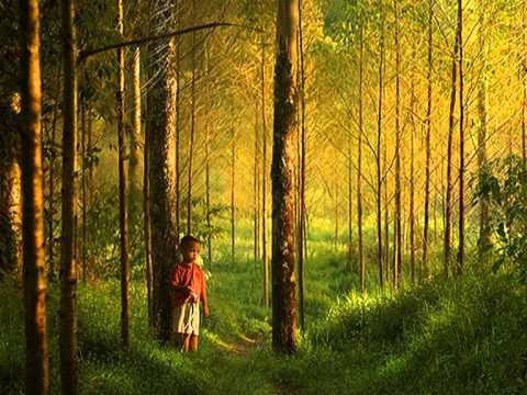 Forest Hymn Ringtone Download Free