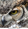 Owl Vision - Eclypz Ringtone Download Free MP3