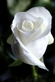 White Rose Ringtone Download Free